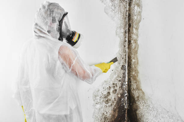 Best Attic Mold Removal  in Walhalla, SC