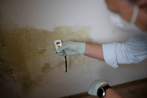 Best Office Mold Removal Services  in Walhalla, SC