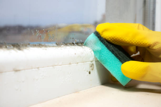Best Mold Cleaning Services  in Walhalla, SC