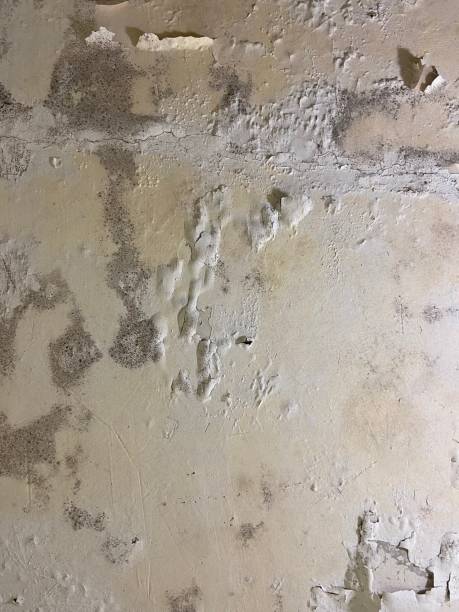 Best Fast Mold Removal  in Walhalla, SC