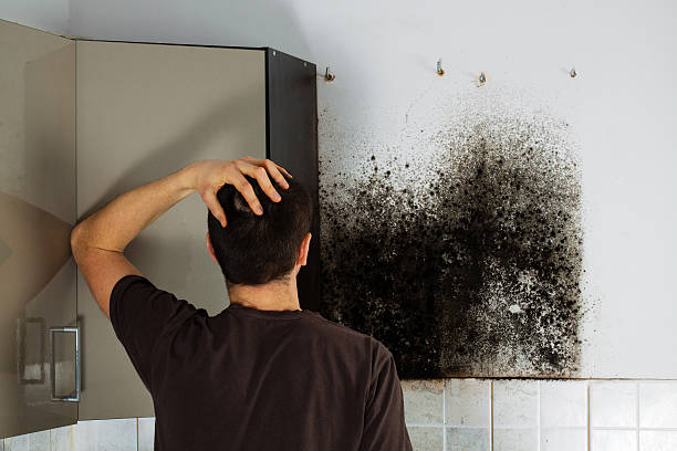 Best Mold Testing  in Walhalla, SC
