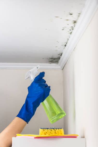 Best Mold Removal Company Near Me  in Walhalla, SC
