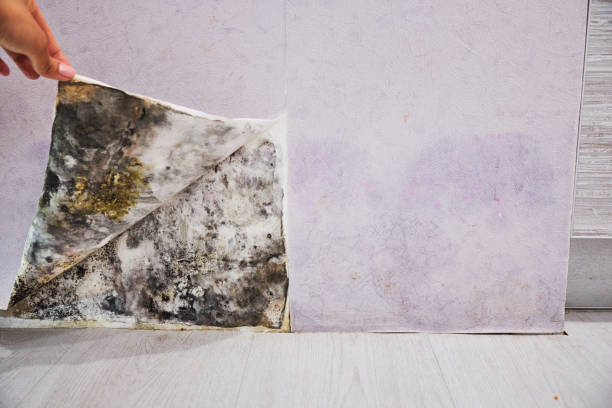 Office Mold Removal Services in Walhalla, SC